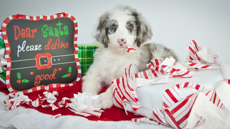 Adorable Australian shepherd puppy beside torn wrapping on a Christmas present and a sign that says "Dear Santa, please define 'good.'" more of What’s Booming in Richmond, Virginia, from December 22 to 28: holiday films both funny and sappy, performances, and more!