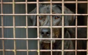sad dog in a kennel. Image by Havel. Separation anxiety, barking, zoomies – this adopted dog is experiencing all the classic adjustment issues. Image