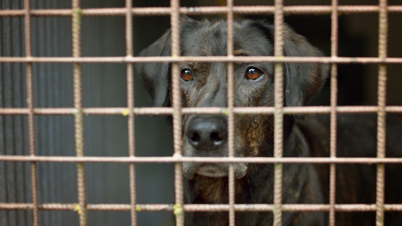 sad dog in a kennel. Image by Havel. Separation anxiety, barking, zoomies – this adopted dog is experiencing all the classic adjustment issues. Image