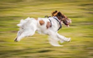 blur of dog running, by Brett Critchley. Dogs with ‘Zoomies,’ Fear, and Breathing Issues. Image