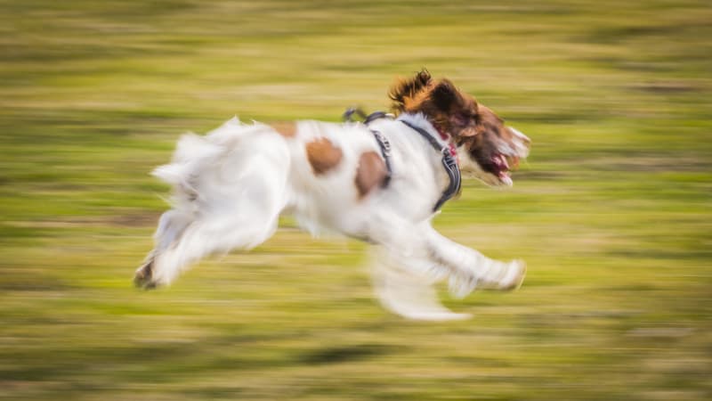 blur of dog running, by Brett Critchley. Dogs with ‘Zoomies,’ Fear, and Breathing Issues.