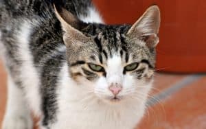 mean cat, by Acesarek. A senior with an aggressive cat needs help taming the beast. 