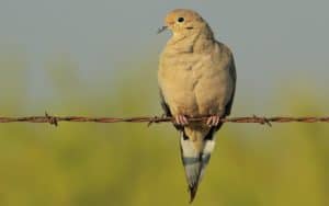 mourning dove on barbed wire. Image by Glavaty. More of What’s Booming in Richmond, Virginia, beginning January 12: MLK Day, birding, music, fun runs, event news, and more. Image