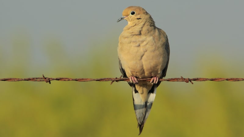 mourning dove on barbed wire. Image by Glavaty. More of What’s Booming in Richmond, Virginia, beginning January 12: MLK Day, birding, music, fun runs, event news, and more.