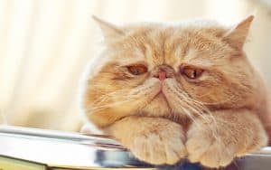 sad yellow cat. image by Addingwater. When an ill cat refuses to take his meds, is it OK? Pet advisor Cathy Rosenthal looks at quality of life for pets and the quality of death. Image