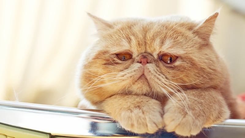 sad yellow cat. image by Addingwater. When an ill cat refuses to take his meds, is it OK? Pet advisor Cathy Rosenthal looks at quality of life for pets and the quality of death.