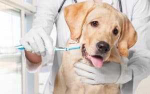 vet brushing dog's teeth. by Oleg Dudko. Pet dental health is an important aspect of a pet's overall health. Dr. Lauren Pastewka offers four ways to keep your pet happy and healthy. Image