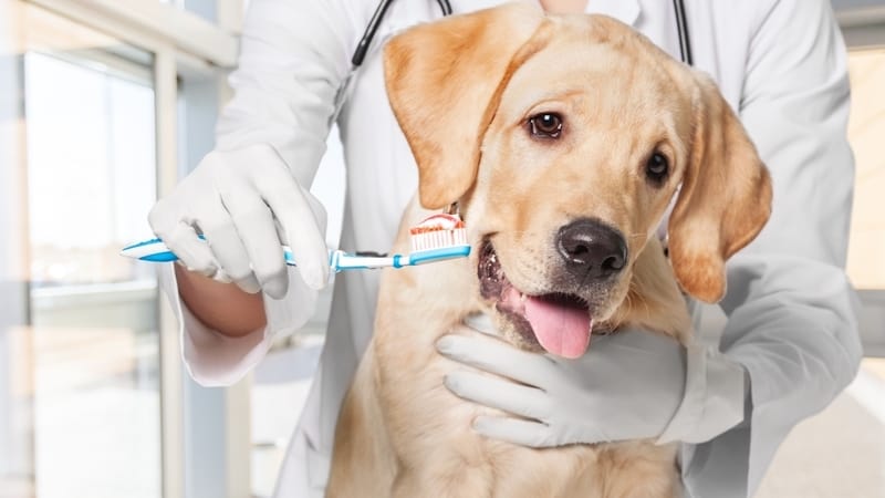 vet brushing dog's teeth. by Oleg Dudko. Pet dental health is an important aspect of a pet's overall health. Dr. Lauren Pastewka offers four ways to keep your pet happy and healthy.
