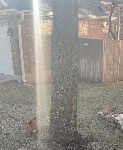 Jimmy the Chiweenie and the mysterious ray of light.