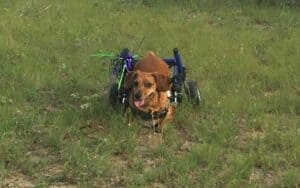A “Chiweenie” Chihuahua-Dachshund mix had a difficult early life. His resilience was an inspiration – bolstered by a mysterious ray of light. Image