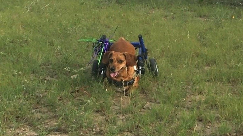 A “Chiweenie” Chihuahua-Dachshund mix had a difficult early life. His resilience was an inspiration – bolstered by a mysterious ray of light.