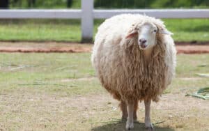 Merino sheep, image by Khunaspix. How does someone with no large animal experience catch a Merino sheep? Writer Nick Thomas recalls his own experience chasing down a ram. Image