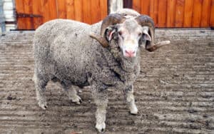 Saxon merino ram, Steve Lovegrove. How does someone with no large animal experience catch a Merino sheep? Writer Nick Thomas recalls his own experience chasing down a ram. Image
