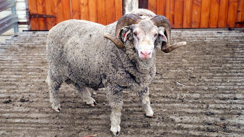 Saxon merino ram, Steve Lovegrove. How does someone with no large animal experience catch a Merino sheep? Writer Nick Thomas recalls his own experience chasing down a ram. Image