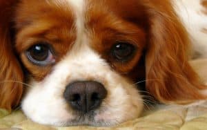 cavalier king charles spaniel veronika markova “Our 14-year-old dog stopped coming to us!” 