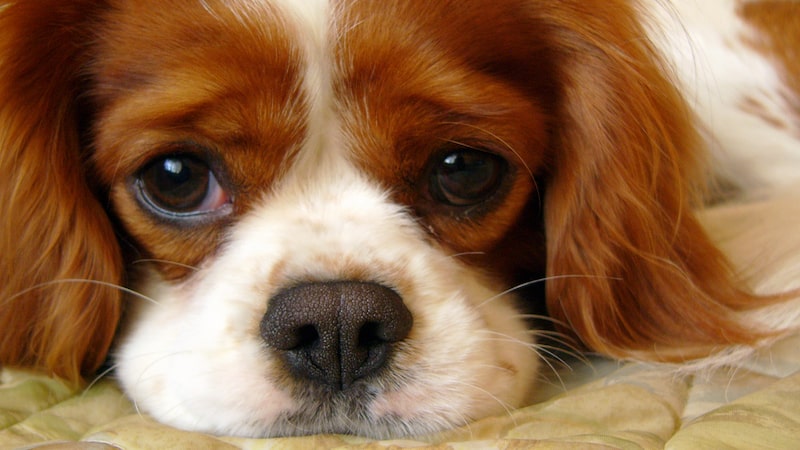 cavalier king charles spaniel veronika markova “Our 14-year-old dog stopped coming to us!” "My Pet World" addresses this reader concern plus 3 cats and a dog who pee where they shouldn’t.