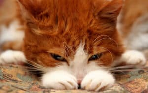 sad cat. Image by Marsia16. For article on cats vomiting frequently with possible solutions Image