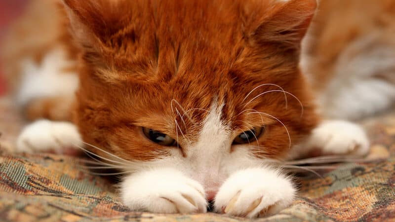sad cat. Image by Marsia16. For article on cats vomiting frequently with possible solutions Image