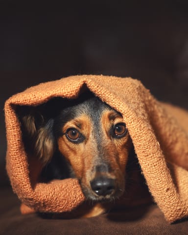 scared dog in blanket. Image by Lindsayhelms
