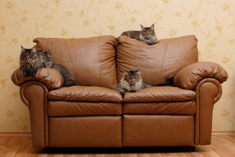 three cats Elena Butinova