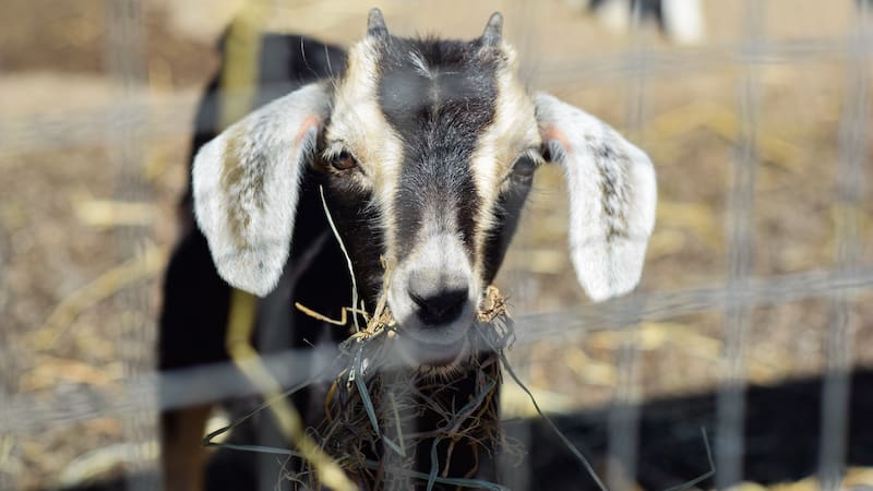 a baby goat at Maymont, Richmond. A new Squirrels season, nostalgic music, Easter, a Renaissance faire, return of “Hamilton”: in “What’s Booming RVA: Renaissance All Around.”