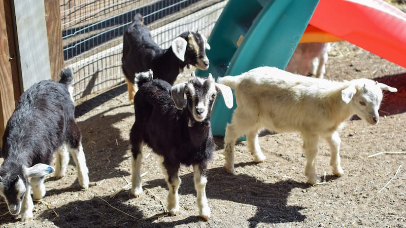 baby goats at Maymont for April 6 + calendar of events