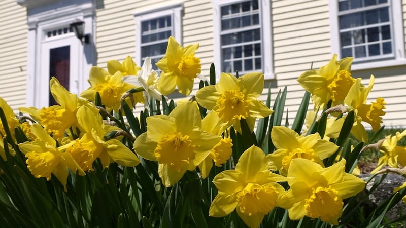 daffodils in a historic garden, Jill Shepherd. More of What’s Booming in Richmond, VA, beginning April 13: early Earth Day events, music, plays, arts, fashion, food, drink, and pickleball.