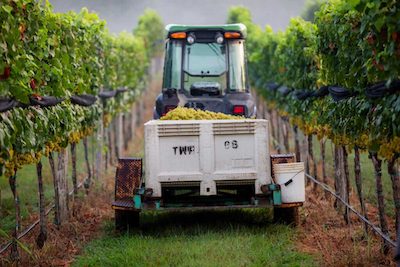 Tractor in the vineyards at Williamsburg Winery. Courtesy Virginia Peninsula Wine Trail