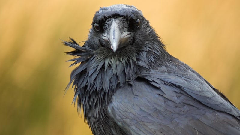 A raven, to represent Edgar Allan Poe