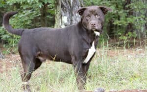 scared dog in a yard. From William Wise. A woman’s adopted dog has anxiety issues, making it difficult for him to adjust to a loving home. See what “My Pet World” advises. Image