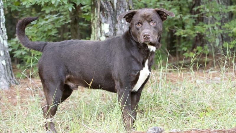 scared dog in a yard. From William Wise. A woman’s adopted dog has anxiety issues, making it difficult for him to adjust to a loving home. See what “My Pet World” advises. Image