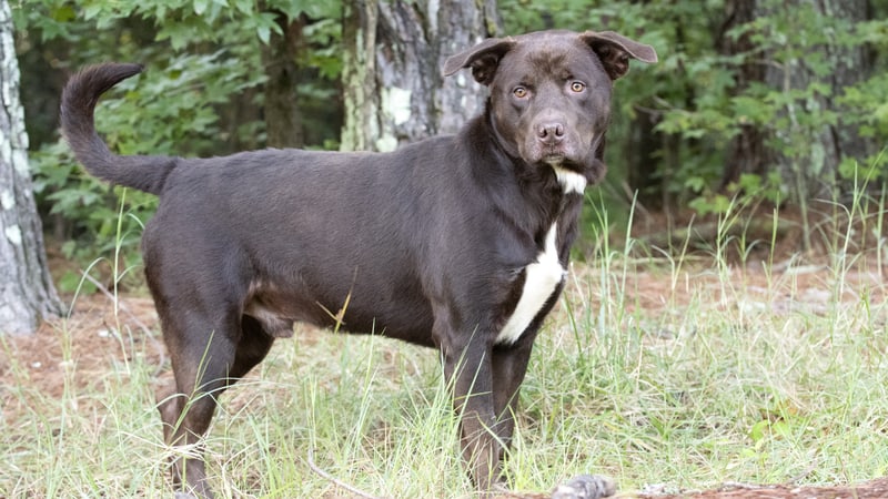 scared dog in a yard. From William Wise. A woman’s adopted dog has anxiety issues, making it difficult for him to adjust to a loving home. See what “My Pet World” advises.