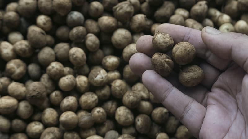 A hand holding some Bambara Groundnuts, from Mohamad Faizal Ramli. The trends of healthier eating and sustainable eating mean you can enjoy healthy foods for you and the Earth that are delicious, too. 