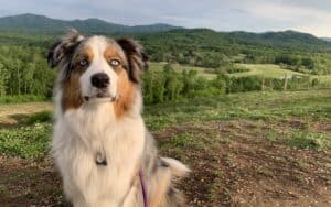 Newt at Hazy Mountain Vineyards and Brewery. On a recent trip to Nelson County, VA, Boomer editor Annie Tobey and her dog enjoyed dog-friendly activities and lodging at the Indigo House. Image