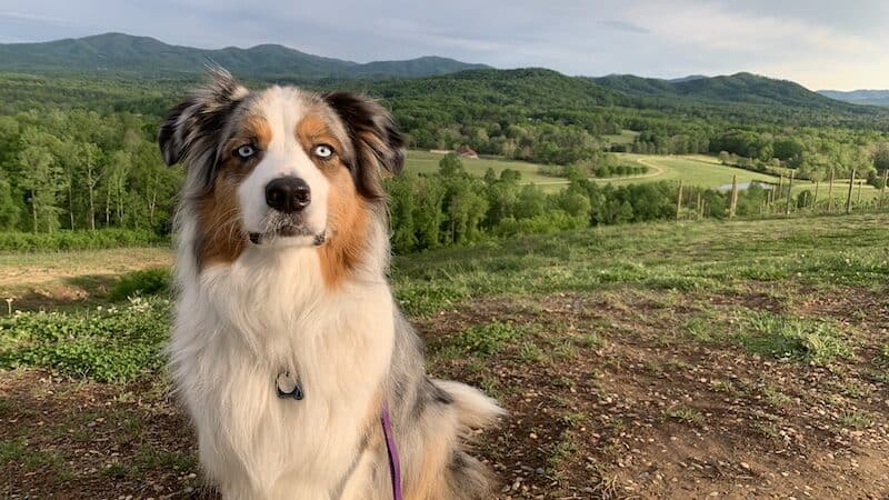 Newt at Hazy Mountain Vineyards and Brewery. On a recent trip to Nelson County, VA, Boomer editor Annie Tobey and her dog enjoyed dog-friendly activities and lodging at the Indigo House. Image