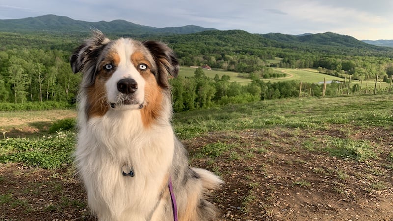 Newt at Hazy Mountain Vineyards and Brewery. On a recent trip to Nelson County, VA, Boomer editor Annie Tobey and her dog enjoyed dog-friendly activities and lodging at the Indigo House.