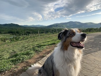 The view from Hazy Mountain Vineyards and Brewery, with a dog in the foreground