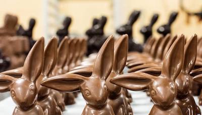 Chocolate bunnies lined up at Whetstone Chocolates of St. Augustine.