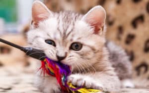 kitty chewing a cat toy, from Kadeva. Will stimulation for a cat work as a training tool? My Pet World offers advice to two pet owners with destructive and restless cats. Image