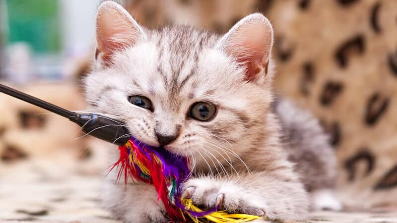 kitty chewing a cat toy, from Kadeva. Will stimulation for a cat work as a training tool? My Pet World offers advice to two pet owners with destructive and restless cats. Image