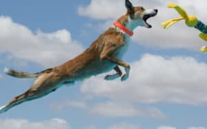 dog diving for toy, from Gloria Anderson. For What’s Booming RVA: Asian Foods, Outdoor Fun Image