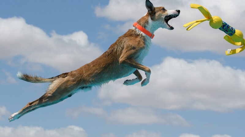 dog diving for toy, from Gloria Anderson. For What’s Booming RVA: Asian Foods, Outdoor Fun Image