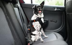 a dog safely harnessed in a car, from Andrey Popov. Whether you’re traveling with pets or leaving them behind, these pets and travel tips can help ensure healthier, happier pets and owners. Image