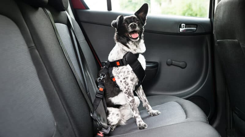 a dog safely harnessed in a car, from Andrey Popov. Whether you’re traveling with pets or leaving them behind, these pets and travel tips can help ensure healthier, happier pets and owners. Image