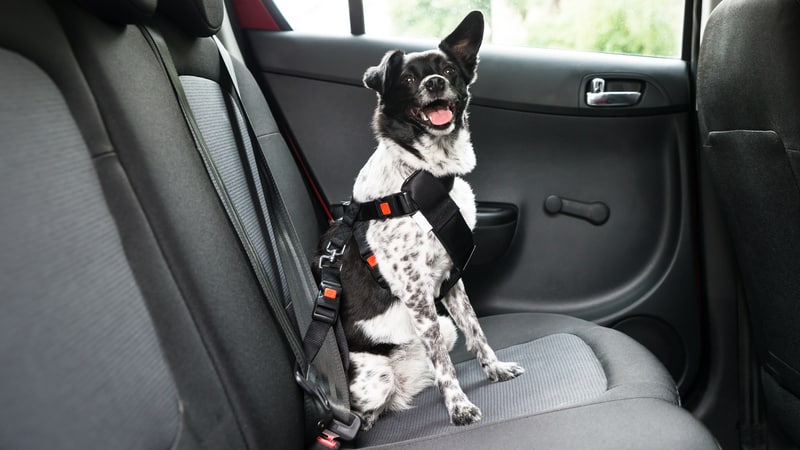a dog safely harnessed in a car, from Andrey Popov. Whether you’re traveling with pets or leaving them behind, these pets and travel tips can help ensure healthier, happier pets and owners.