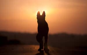 Dog looking at sunset. A heartwarming look at a mother's belief that dogs go to heaven. Image by Anjajuli Image