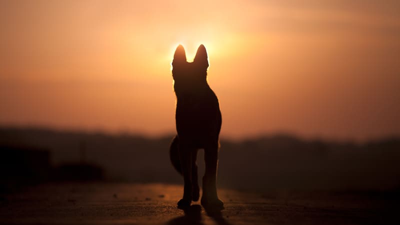 Dog looking at sunset. A heartwarming look at a mother's belief that dogs go to heaven. Image by Anjajuli