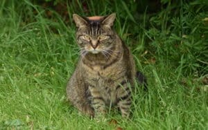 The neighborhood feral cats are using a woman’s backyard as their litter box. Now her dog can’t roam the yard freely. Is there a solution? Image by Kevin Patrick. Image