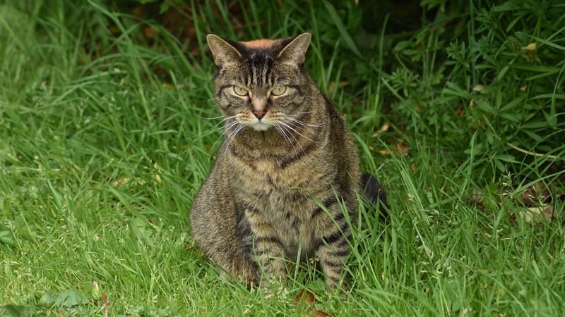 The neighborhood feral cats are using a woman’s backyard as their litter box. Now her dog can’t roam the yard freely. Is there a solution? Image by Kevin Patrick.