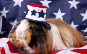 A guinea pig surrounded by American flag iconography, from Anthony Anise Totah Jr. While politics can seem bereft of genuine, warm-hearted laughs, Nick Thomas’s deep dive into congressional members’ names provides non-partisan grins and giggles. Image